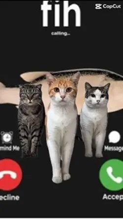 Kitty Wilden😂🤣