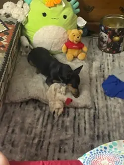 Dog is best