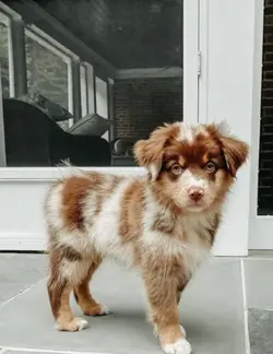 Puppy's