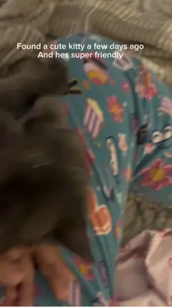 Cute cats