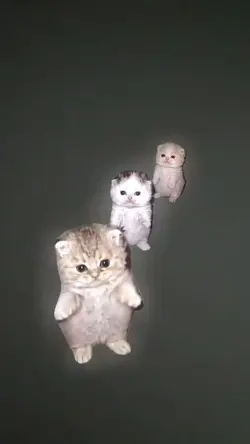 Cat dancing meme 🐱