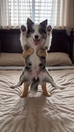 Funny Pet Transitio