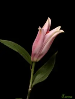 fav flower