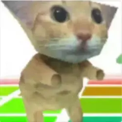 kitten