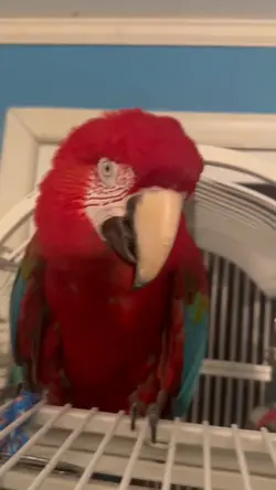 Dinosaur