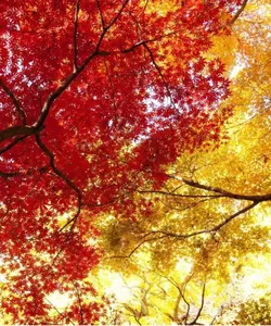 red and gold