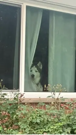 That Dog Is So Cut