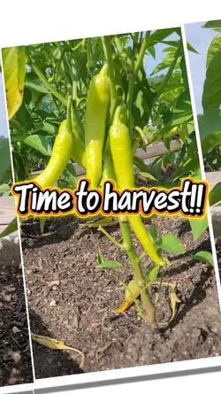 Time to harvest!!