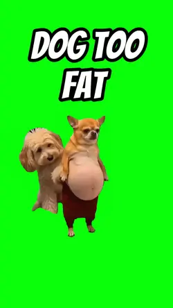 Dog too fat