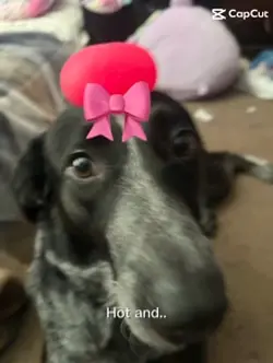 Dinosaur
