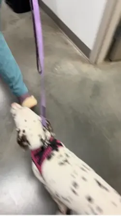 vet clinic vlog 