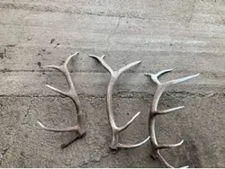 Horns