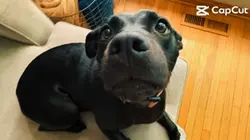 My puppy