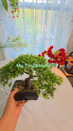 bonsai