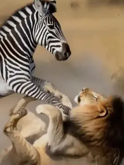 love harmony is good