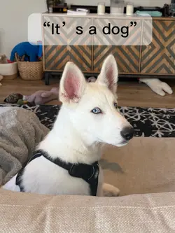 It’s a dog