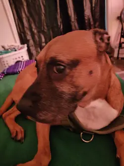 meh dog
