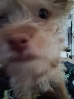 #dog
