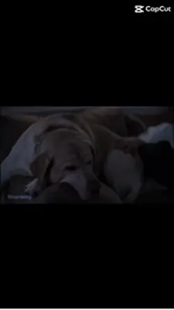 Doggie
