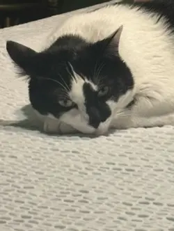 Kitty