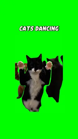 Cats dancing