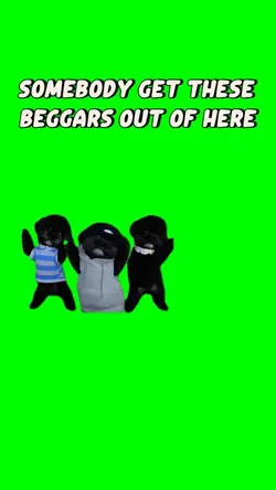 3 dog dancing