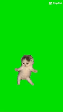 Cat dance