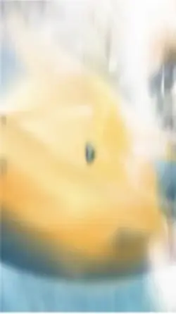 Free car edit