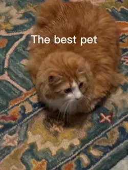 Pet 