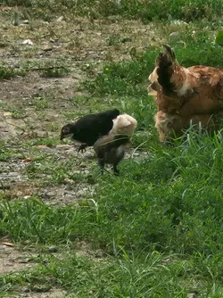 chew chew