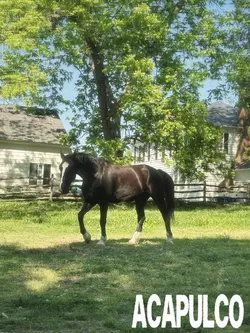 full song #203