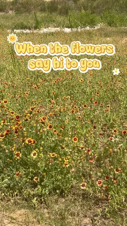 Flowers blooming hi