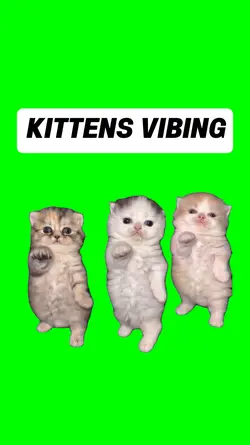 KITTEN VIBING
