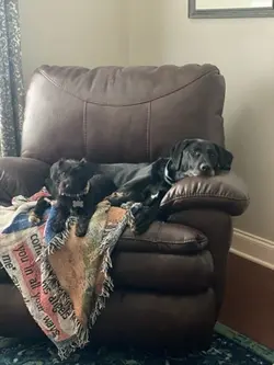 i love my doggys