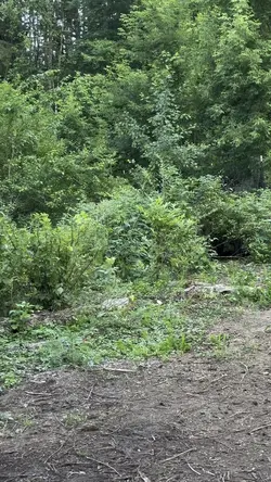 Puppy Adventures