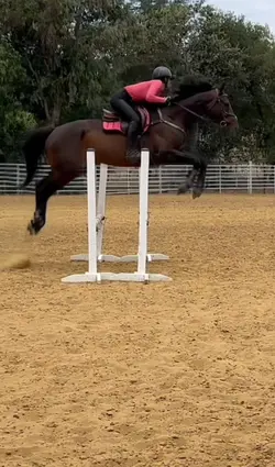 Holy horse