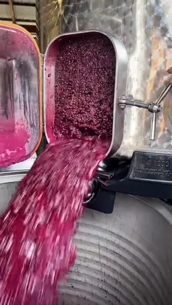 Wine