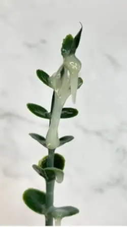 Luxury Shower Reset
