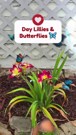 Butterflies