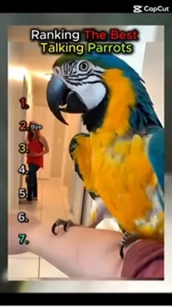 Raking funny parrots