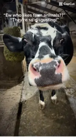 Farm animals