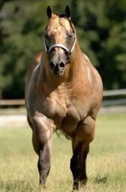 Strangest horse
