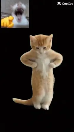 cat dancing
