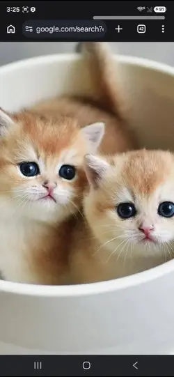 KITTYSS
