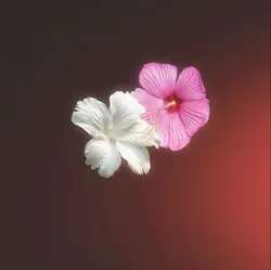FLOWER EDITT