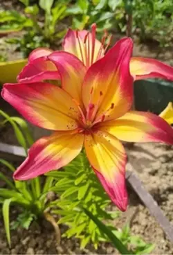 Favorite flower 🌺