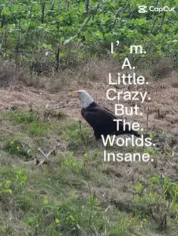 bald eagle