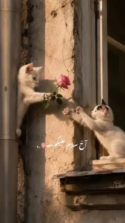 آن سلام علیکم💛😌