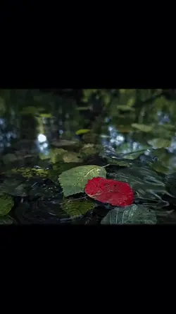 7 video or photo
