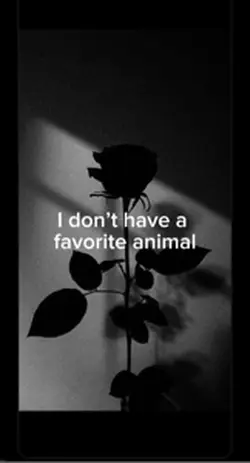 Animals